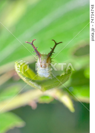 オオムラサキ 幼虫 チョウ 蝶の写真素材