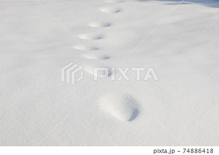 雪 積雪 足跡 あしあとの写真素材