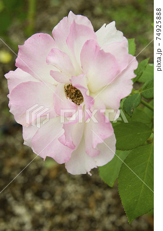 薔薇園にピンク色と白色の薔薇の花が咲いています このバラの名前はマチルダです の写真素材