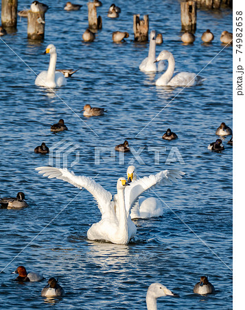 白鳥の羽ばたきの写真素材