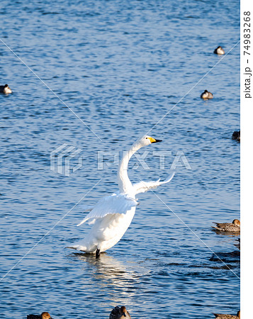 白鳥の湖の写真素材