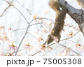 桜の花を食べるリス 鎌倉 の写真素材