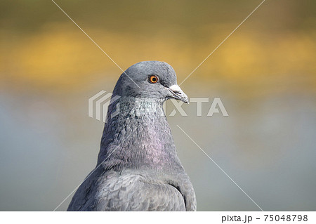 はと 鳥 嘴 ハト 横顔の写真素材