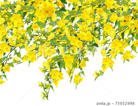 山吹色のイラスト素材