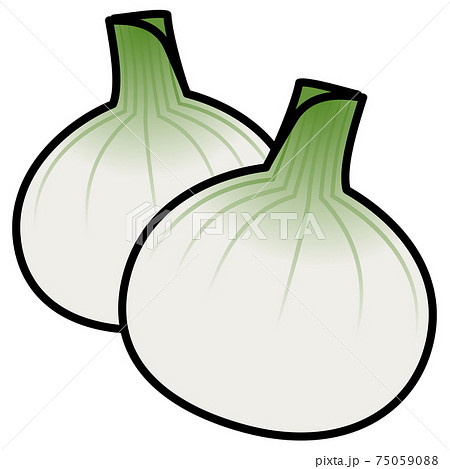 新玉ねぎのイラスト素材