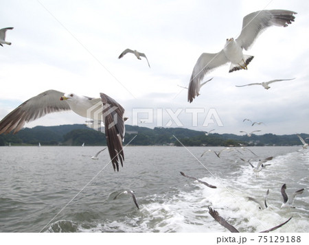 かもめ 飛ぶ 松島 遊覧船の写真素材