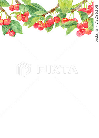 フルーツ サクランボ かわいい イラストのイラスト素材