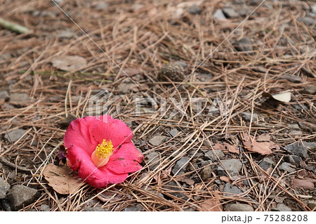 花 植物 椿 落ちるの写真素材