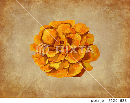 マリーゴールド イラスト かわいいの写真素材