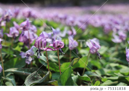 花 春 紫 単子葉植物の写真素材