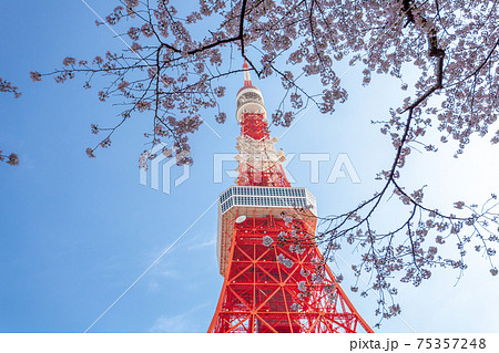 東京タワー かわいい 東京 タワーの写真素材