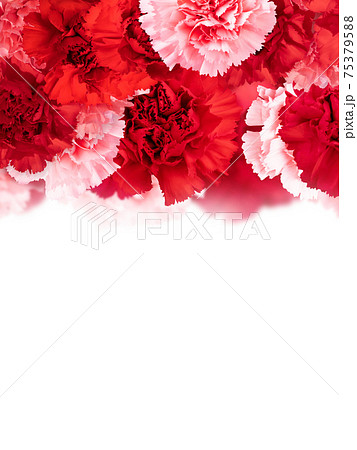 バラの花びら 花びら テクスチャ 背景素材のイラスト素材