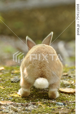 うさぎ 後ろ姿 お尻 ウサギの写真素材