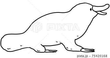 動物 かものはし カモノハシ 鴨嘴の写真素材