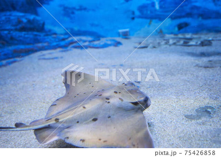 エイ 魚 壁紙 綺麗の写真素材