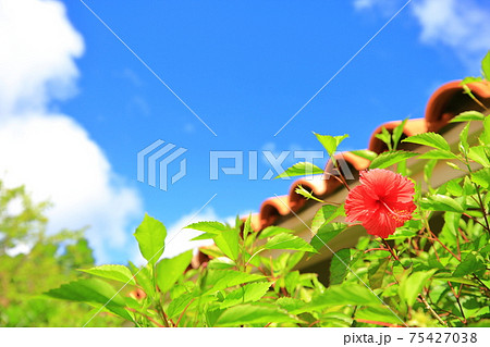 赤い花 植物 南国風の花の写真素材