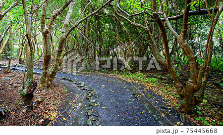 志戸子ガジュマル公園の写真素材