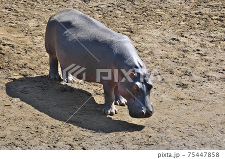 カバの写真素材集 ピクスタ