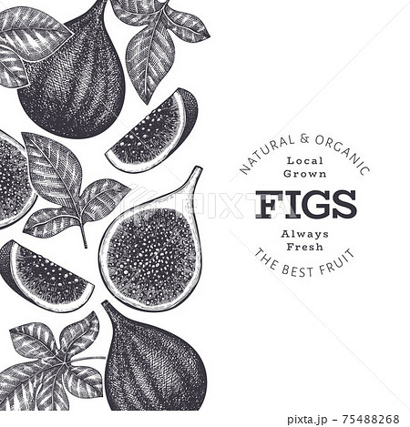 イチジクのイラスト素材 Pixta