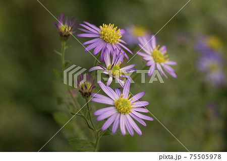 シオン 花 花畑 紫の写真素材