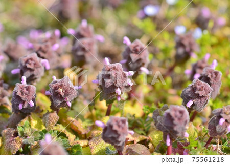 赤紫の花 雑草 植物の写真素材