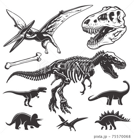 ティラノサウルス 恐竜 骨 化石のイラスト素材