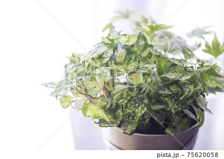 花壇 植物 ヘデラ アイビーの写真素材 花壇 植物 ヘデラ アイビーの写真素材