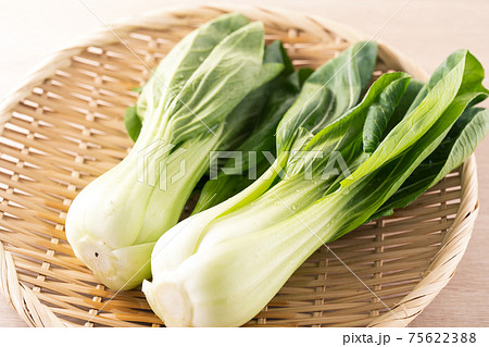 チンゲン菜の写真素材