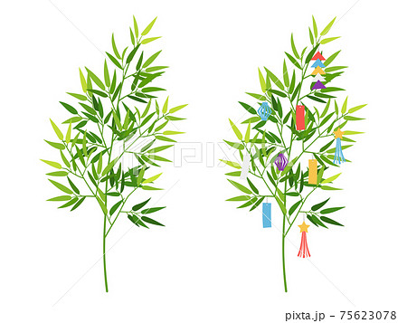七夕 笹の葉 リアル 笹飾りの写真素材
