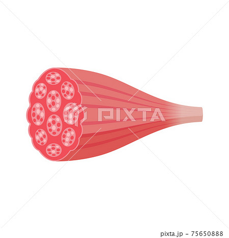 筋繊維 骨格 筋肉 人体のイラスト素材