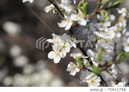 すももの花の写真素材