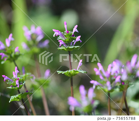 薄紫の花 雑草の写真素材