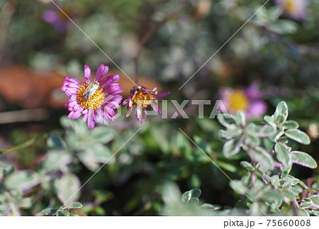 小さい花の集まりの写真素材