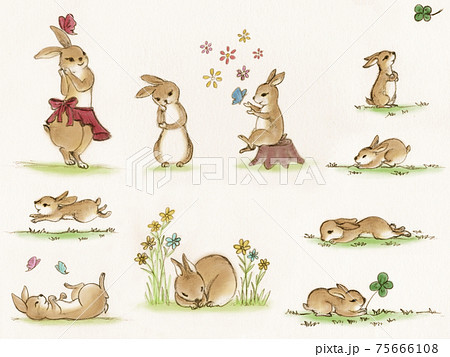 動物 うさぎ クローバー ペットの写真素材