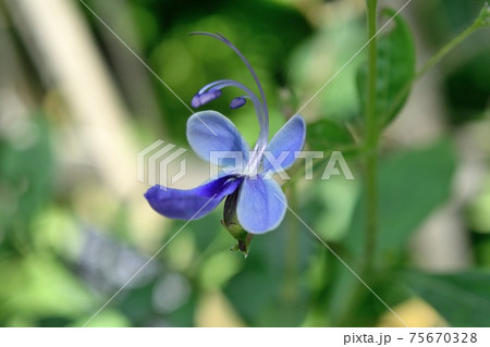 花 ブルーエルフィン 植物 クマツヅラ科の写真素材