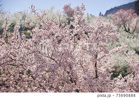 花 白い花 ピンクの花 スモモの写真素材