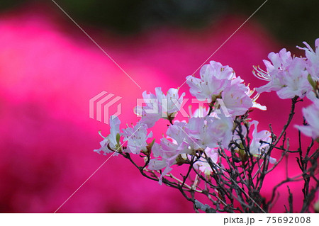 ネパール国花の写真素材