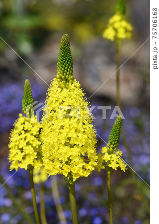 ブルビネラ 黄色花の写真素材