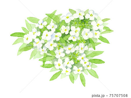 ボタニカル 花の写真素材