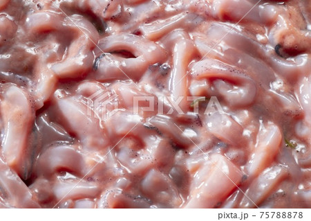 アニサキスの写真素材