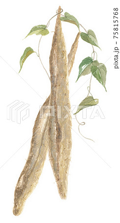 自然薯の葉の写真素材