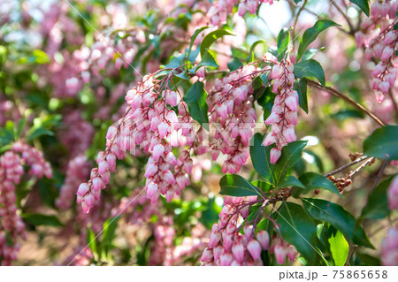 初春の花木の写真素材