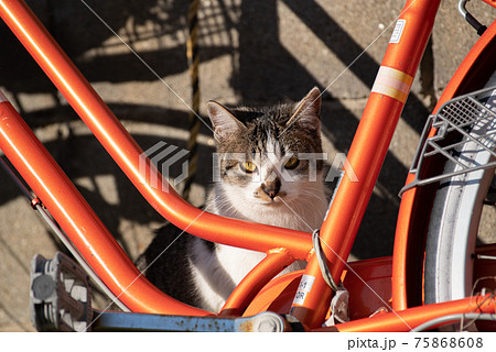 隠れる猫の写真素材