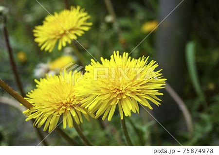 ダンデライオン 花の写真素材