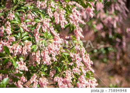 初春の花木の写真素材