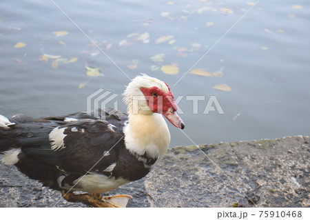 鳥 水鳥 バリケン フランス鴨の写真素材 - PIXTA