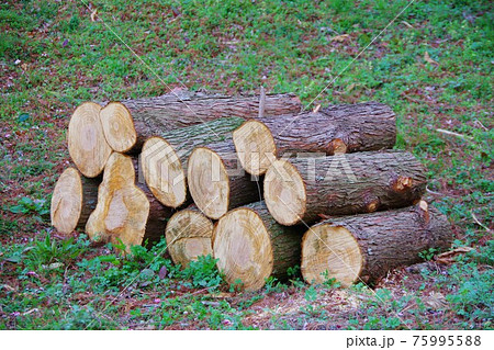 薪 断面 木材 積み上げるの写真素材