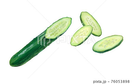 キュウリ 胡瓜 野菜 断面のイラスト素材