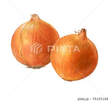 新玉ねぎのイラスト素材