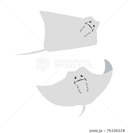 エイ マンタのイラスト素材集 Pixta ピクスタ